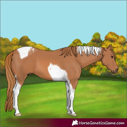 Horse Color:Chestnut Tobiano 