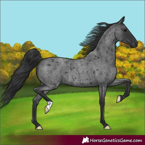 Horse Color:Blue Roan