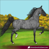 Horse Color:Blue Roan