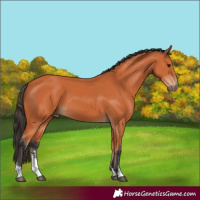 Horse Color:Bay Sabino 