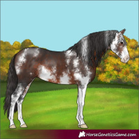 Horse Color:Bay Sabino 