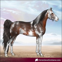 Horse Color:Bay Sabino 