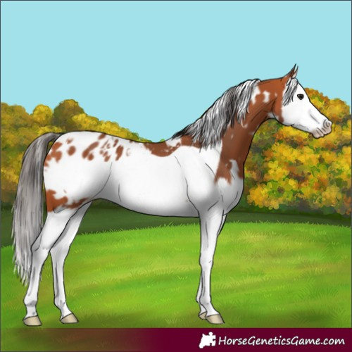 Horse Color:White Spotted Bay Splash Frame Appaloosa