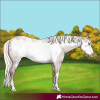 Horse Color:Silver Bay Roan Frame Varnish