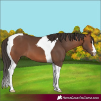 Horse Color:Bay Tobiano 