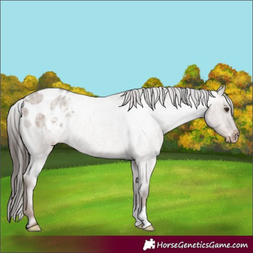 Horse Color:Liver Red Dun Roan Varnish