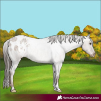 Horse Color:Liver Red Dun Roan Varnish