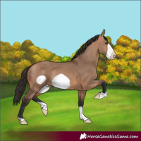Horse Color:Bay Dun Frame 