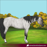Horse Color:Grullo Roan Tobiano 