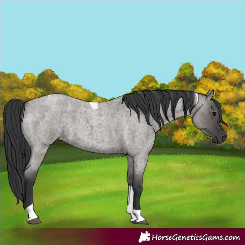 Horse Color:Grullo Roan Tobiano 