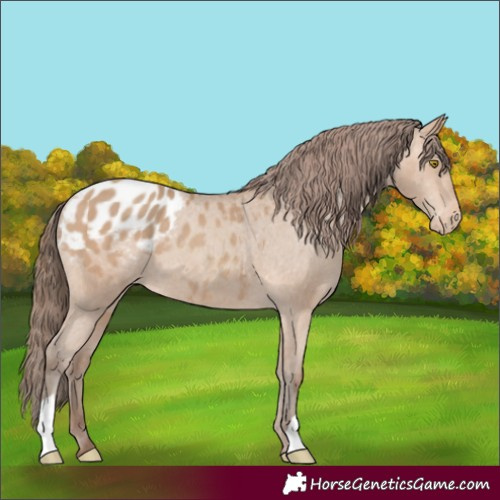 Horse Color:Amber Champagne Blanket 