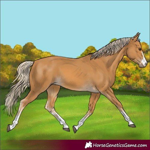 Horse Color:Palomino 