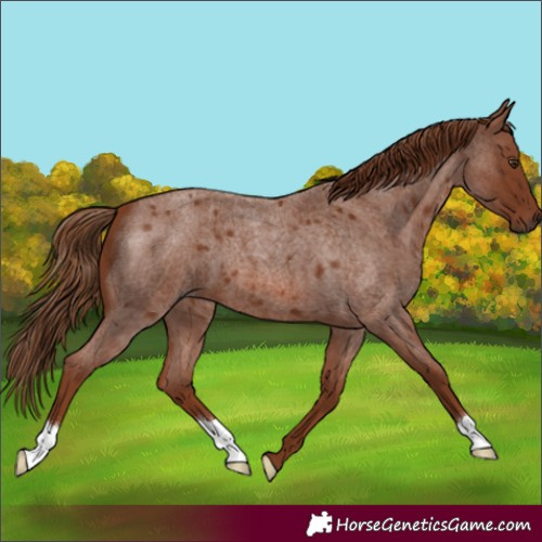 Horse Color:Red Roan 