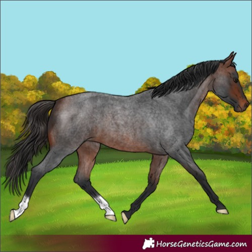 Horse Color:Bay Roan 