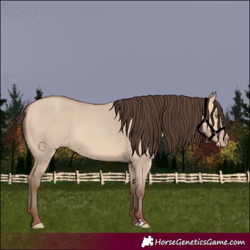 Horse Color:Amber Champagne Dun 