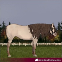 Horse Color:Amber Champagne Dun 