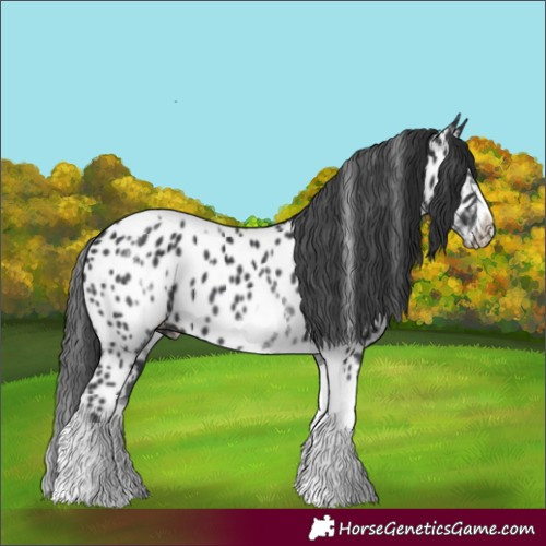 Horse Color:White Spotted Black Splash Tobiano Frame Appaloosa