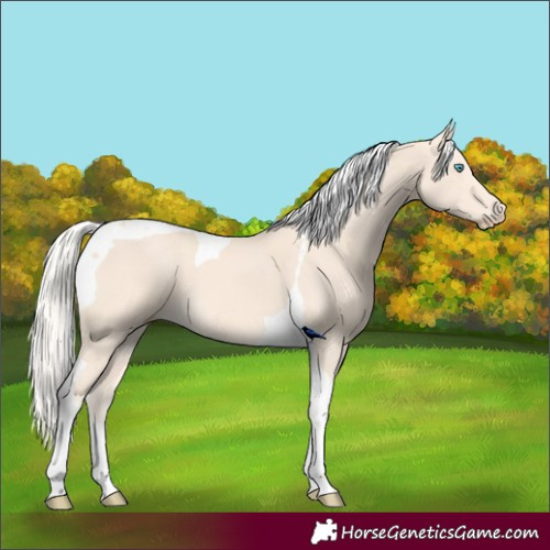 Horse Color:Cremello Tobiano 