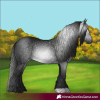 Horse Color:Gray Black