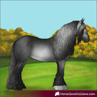 Horse Color:Gray Black 