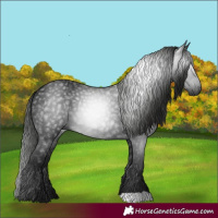 Horse Color:Gray Black 