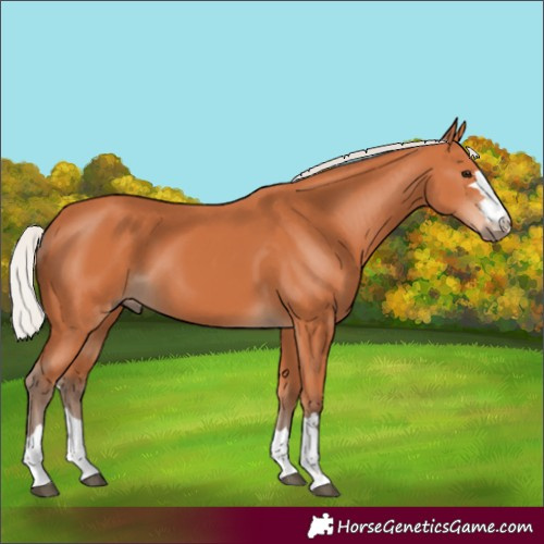 Horse Color:Silver Bay 