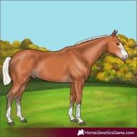 Horse Color:Silver Bay 