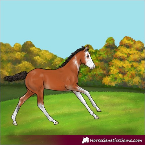 Horse Color:Bay Sabino 