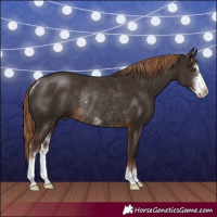 Horse Color:Liver Chestnut Sabino Rabicano