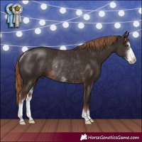 Horse Color:Liver Chestnut Sabino Rabicano
