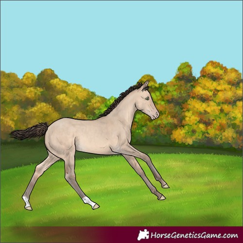 Horse Color:Amber Champagne Dun 