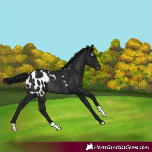Horse Color:Gray Black Appaloosa Rabicano 