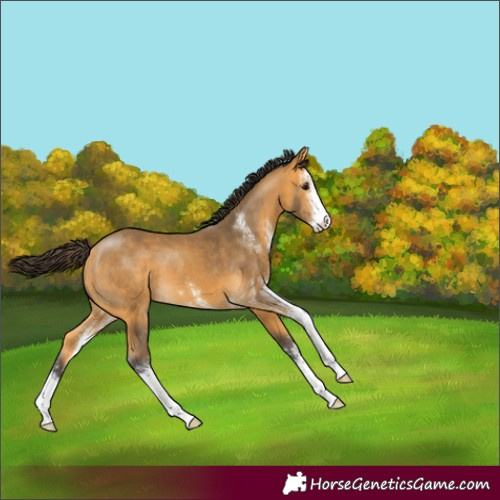 Horse Color:Buckskin Sabino 