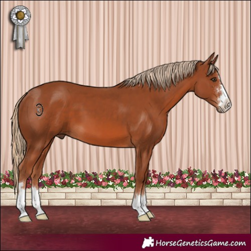 Horse Color:Chestnut 