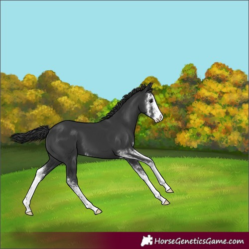 Horse Color:Black Sabino 