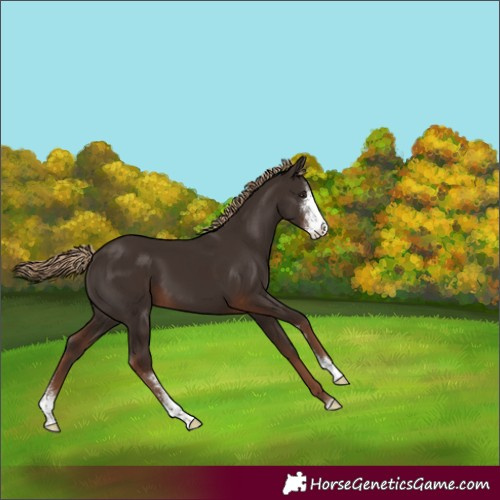 Horse Color:Liver Chestnut Sabino