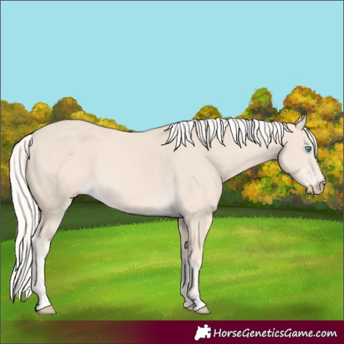 Horse Color:Cremello 
