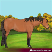 Horse Color:Bay Rabicano
