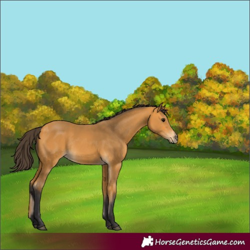 Horse Color:Buckskin Rabicano