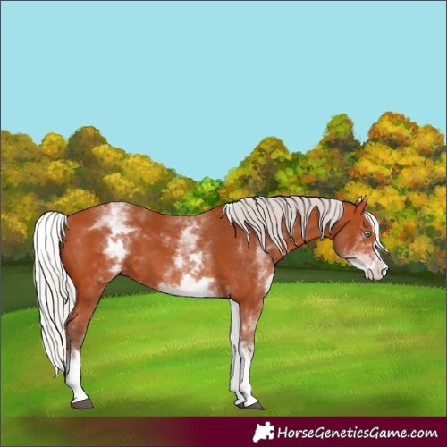 Horse Color:White Spotted Silver Bay Splash 
