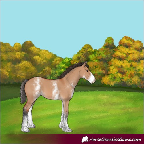 Horse Color:White Spotted Bay Dun 