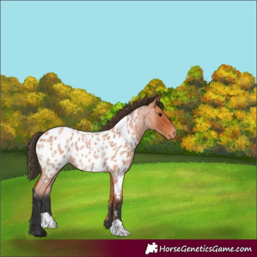 Horse Color:Bay Roan Appaloosa