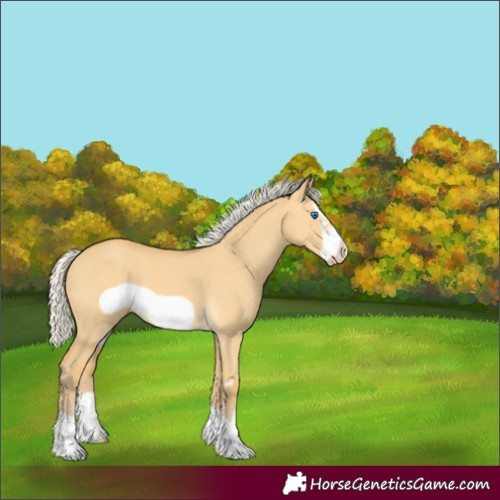 Horse Color:Silver Amber Cream Champagne Dun Frame 
