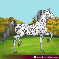 Horse Color:Black Leopard 