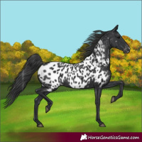 Horse Color:Black Near Leopard 