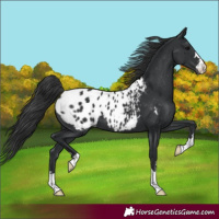 Horse Color:Black Appaloosa 