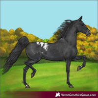 Horse Color:Black Appaloosa 