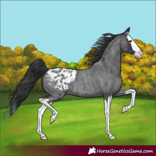 Horse Color:Blue Roan Splash Blanket 