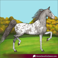 Horse Color:Grullo Sabino Splash Tobiano Blanket