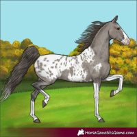 Horse Color:Grullo Sabino Splash Tobiano Appaloosa 